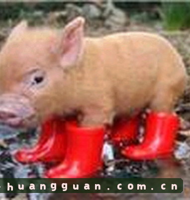 赵敏